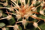 Mammillaria vagaspina (1).jpg